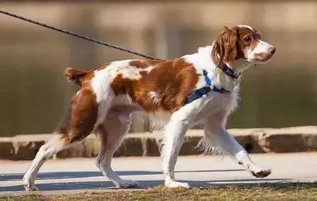 宠物牵引绳|宠物用品|东莞市琪美实业有限公司