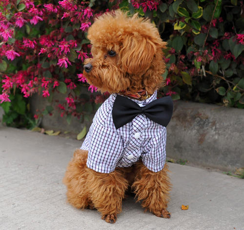 宠物衣服|宠物用品生产厂家|趣逗派宠物用品|东莞市琪美实业有限公司