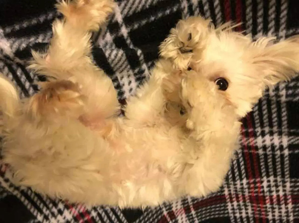 宠物衣服|宠物用品生产厂家|趣逗派宠物用品|东莞市琪美实业有限公司