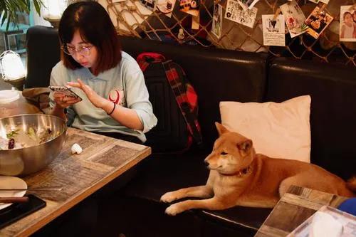 宠物用品|趣逗派宠物用品|东莞市琪美实业有限公司