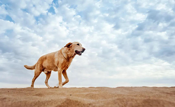 宠物用品|趣逗派宠物用品|东莞市琪美实业有限公司