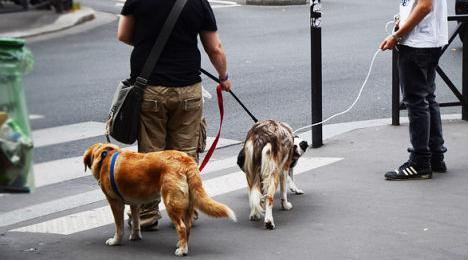 宠物牵引绳|宠物用品|宠物衣服生产厂家|趣逗派宠物用品|东莞市琪美实业有限公司