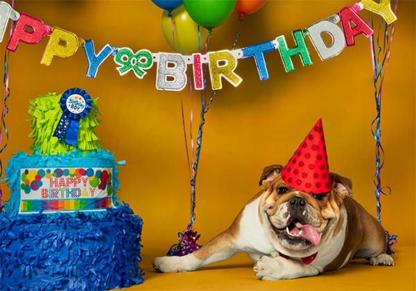 宠物用品|趣逗派宠物用品|东莞市琪美实业有限公司