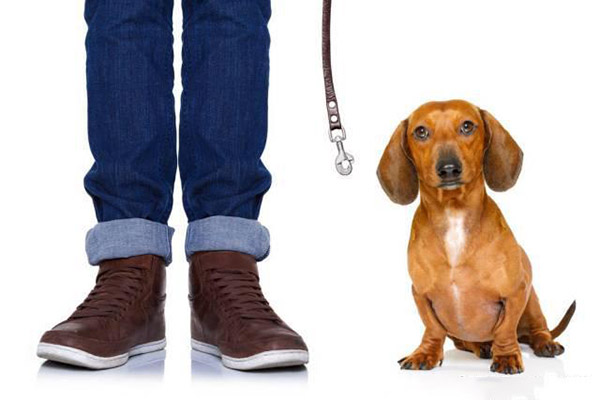 宠物牵引绳|宠物用品|宠物衣服生产厂家|趣逗派宠物用品|东莞市琪美实业有限公司