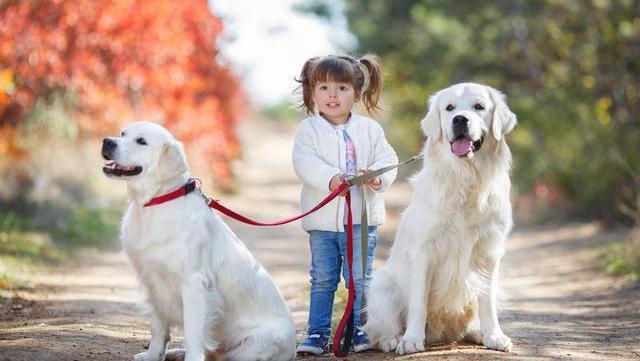 宠物牵引绳|宠物用品|宠物衣服生产厂家|趣逗派宠物用品|东莞市琪美实业有限公司