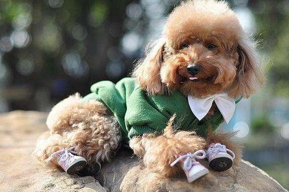 宠物衣服|宠物用品生产厂家|趣逗派宠物用品|东莞市琪美实业有限公司