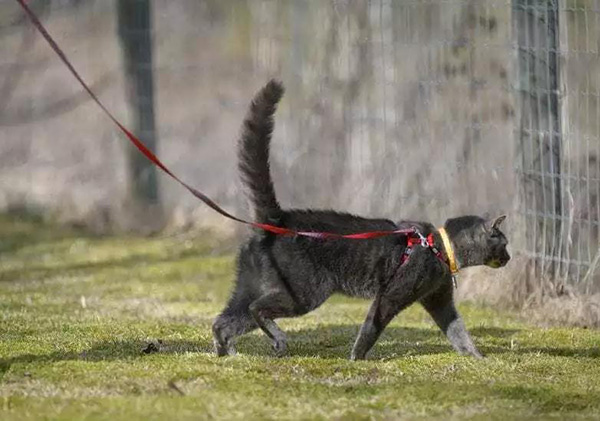 宠物牵引绳|宠物用品|宠物衣服生产厂家|趣逗派宠物用品|东莞市琪美实业有限公司