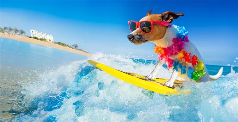 宠物用品|趣逗派宠物用品|东莞市琪美实业有限公司