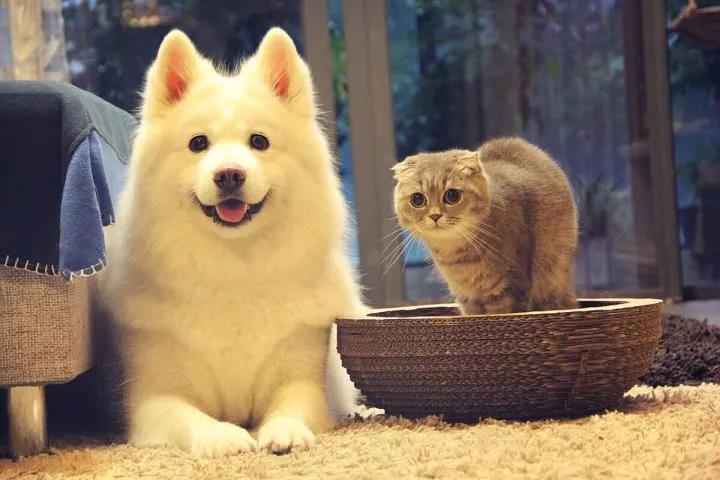 宠物衣服|宠物用品生产厂家|趣逗派宠物用品|东莞市琪美实业有限公司