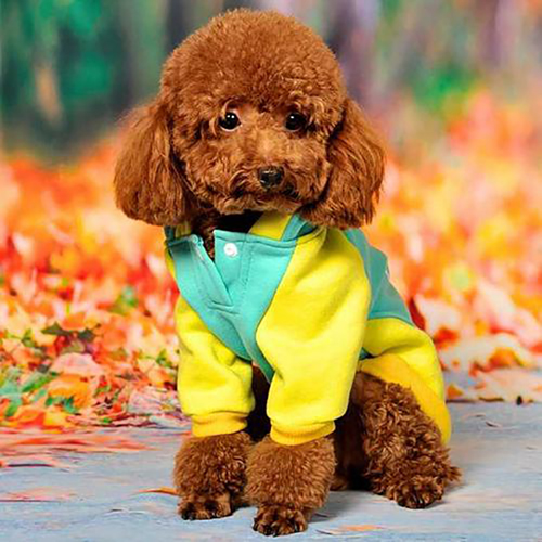 宠物衣服|宠物用品生产厂家|趣逗派宠物用品|东莞市琪美实业有限公司