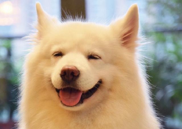 宠物衣服|宠物用品生产厂家|趣逗派宠物用品|东莞市琪美实业有限公司