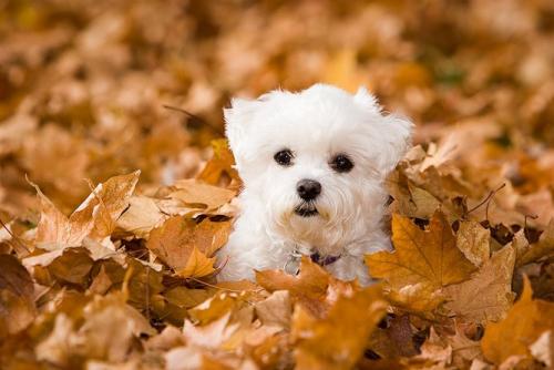 宠物衣服|宠物用品生产厂家|趣逗派宠物用品|东莞市琪美实业有限公司