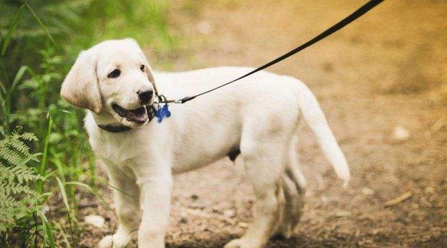 宠物牵引绳|宠物用品|宠物衣服生产厂家|趣逗派宠物用品|东莞市琪美实业有限公司