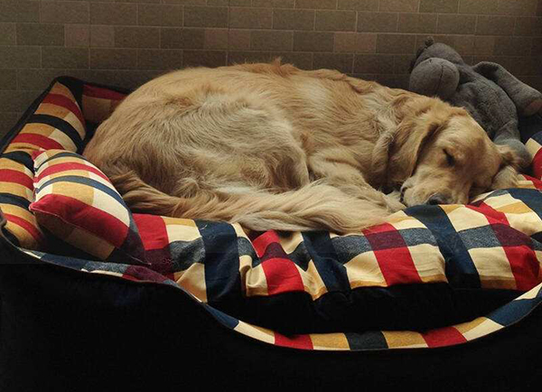 宠物衣服|宠物用品生产厂家|趣逗派宠物用品|东莞市琪美实业有限公司