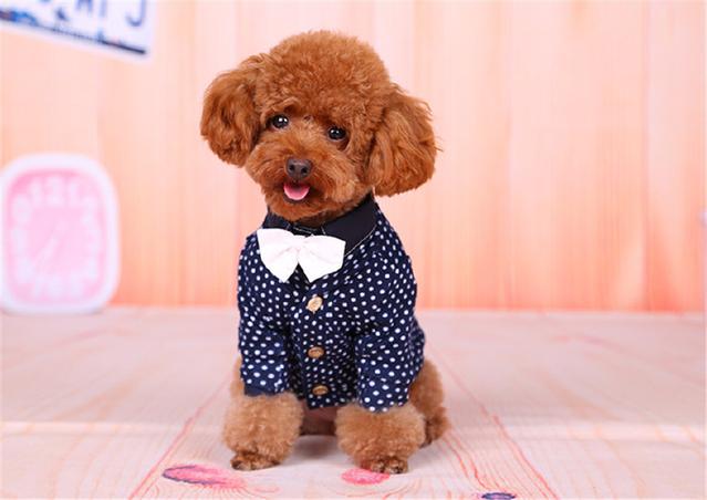 宠物衣服|宠物用品生产厂家|趣逗派宠物用品|东莞市琪美实业有限公司